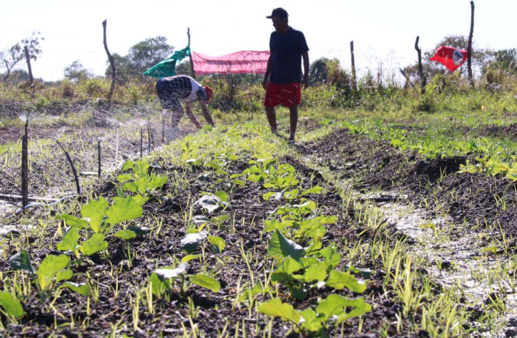 Plantação de horta coletiva em acampamento do MST em Campos: produção de alimentos orgânicos com base na agroecologia